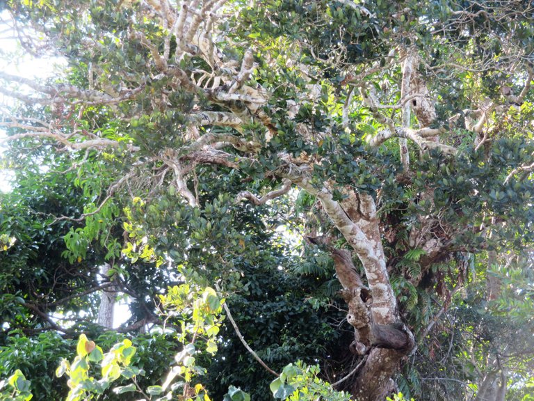 2928-PythonTree.JPG