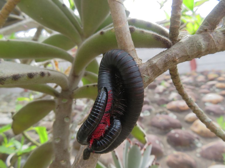 4492-Millipede.JPG