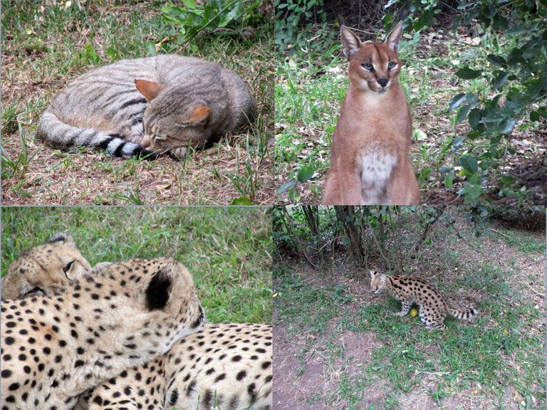 Cats.png