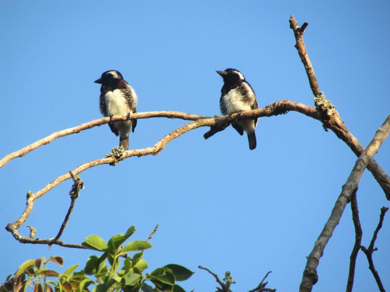 3841-Whie-earedBarbet.JPG