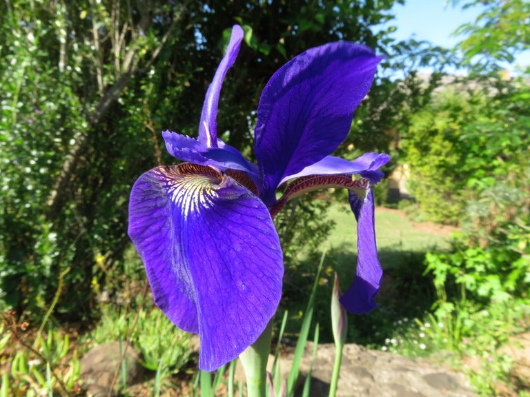 0892-Iris.JPG