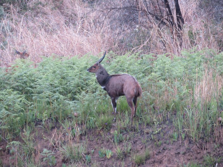 0763-Bushbuck.JPG