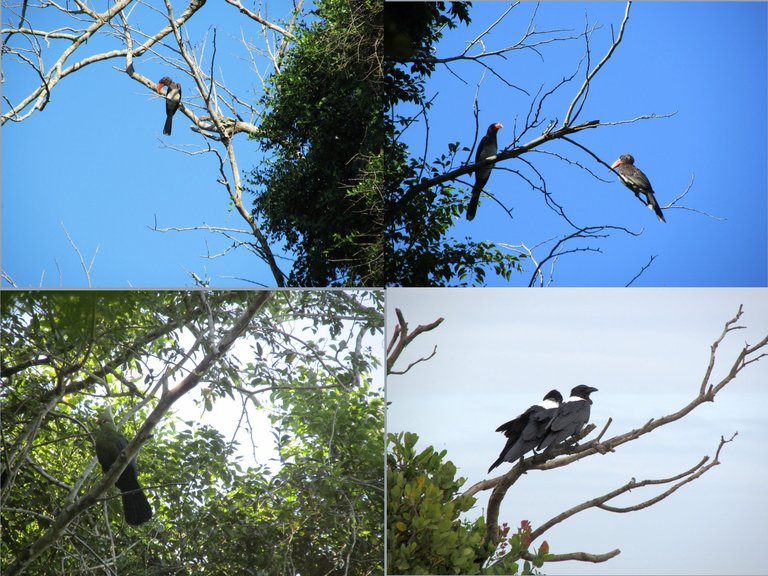 Birds.png