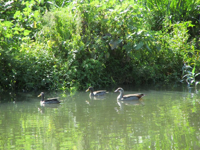 IMG_3277_Ducks.JPG