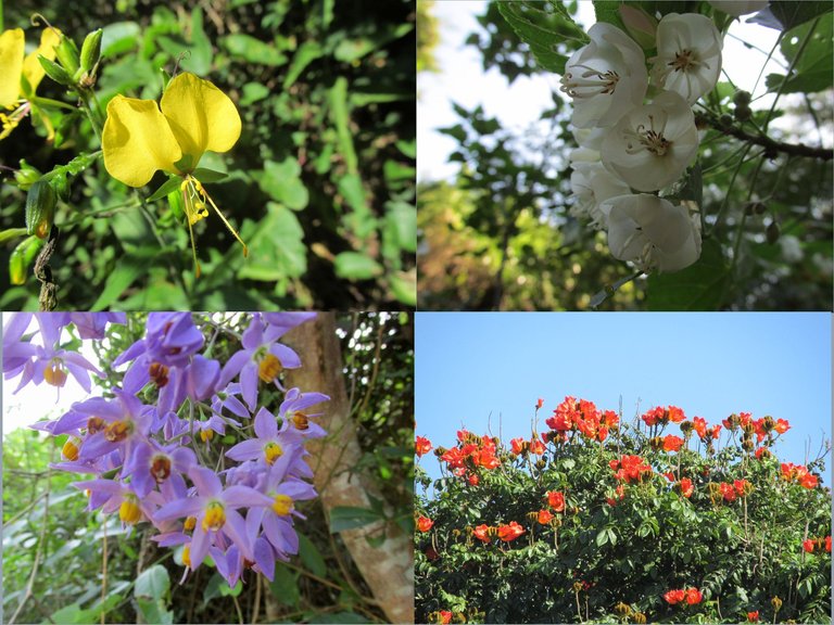 Flora.png