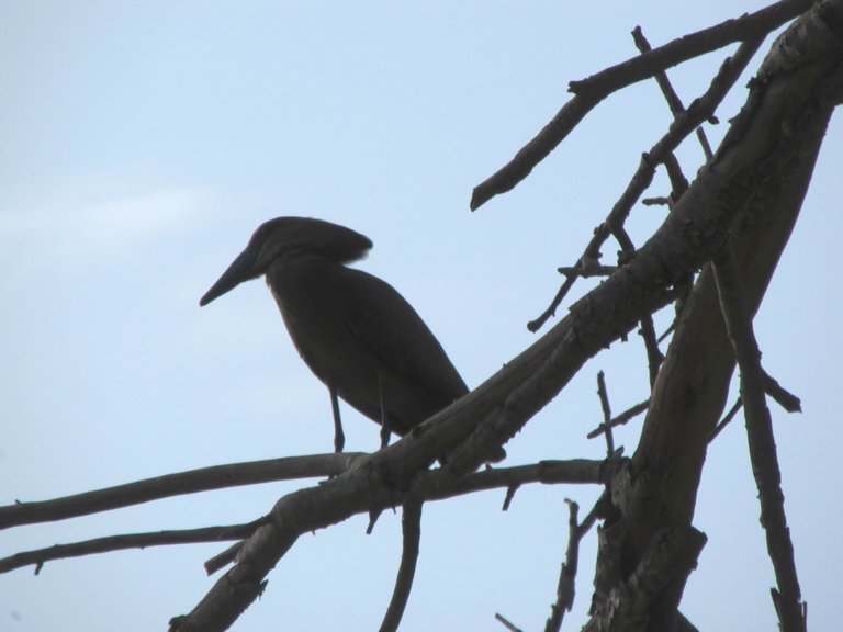 2275-Hammerkop.JPG