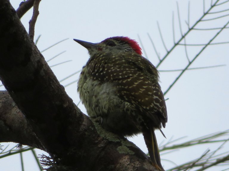 0280-SL18-Woodpecker.JPG