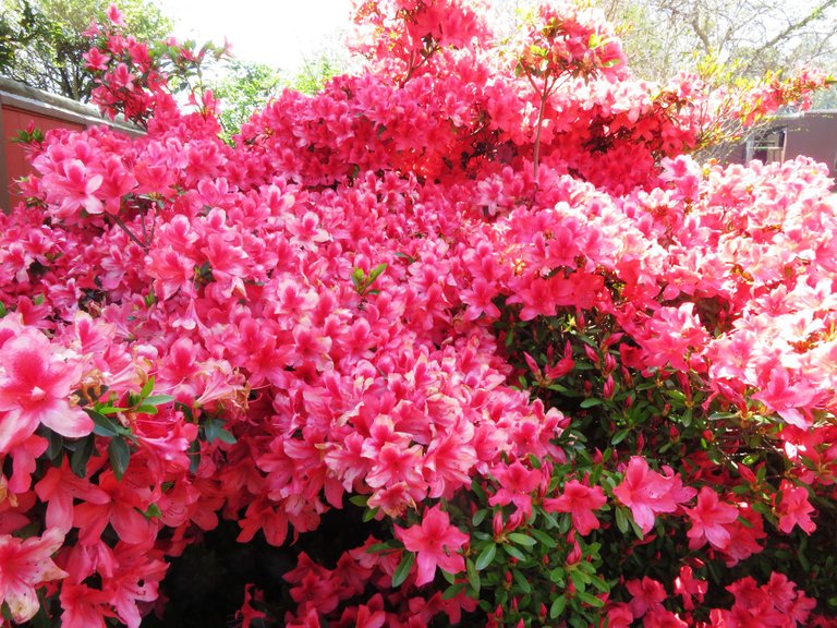 0528-Azalea.JPG