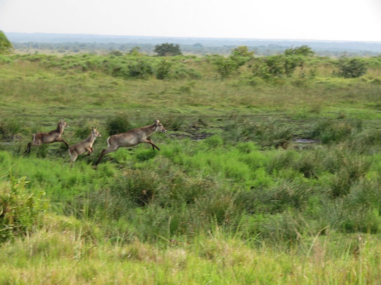 IMG_0046-WaterBuck.JPG