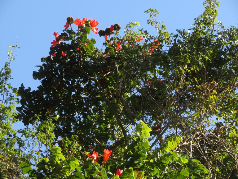 2369AfricanTulipTree.JPG