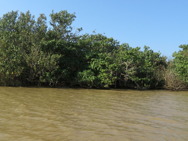 3003-HealthyMangroves.JPG