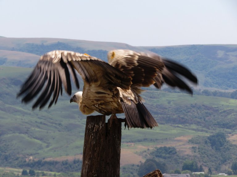 0604CapeGriffonVulture.JPG