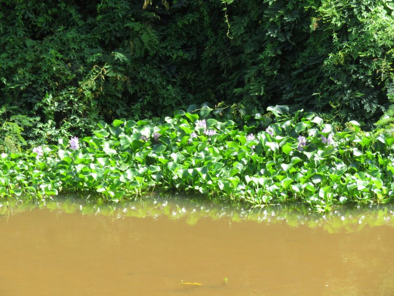 1076Water Hyacinth.JPG