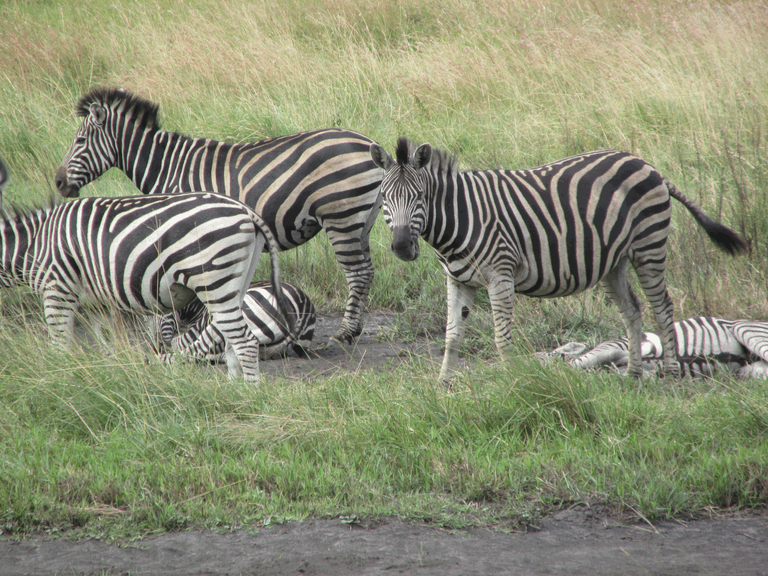 ZebraFamily.png