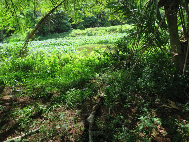 1089 Water Hyacinth.JPG