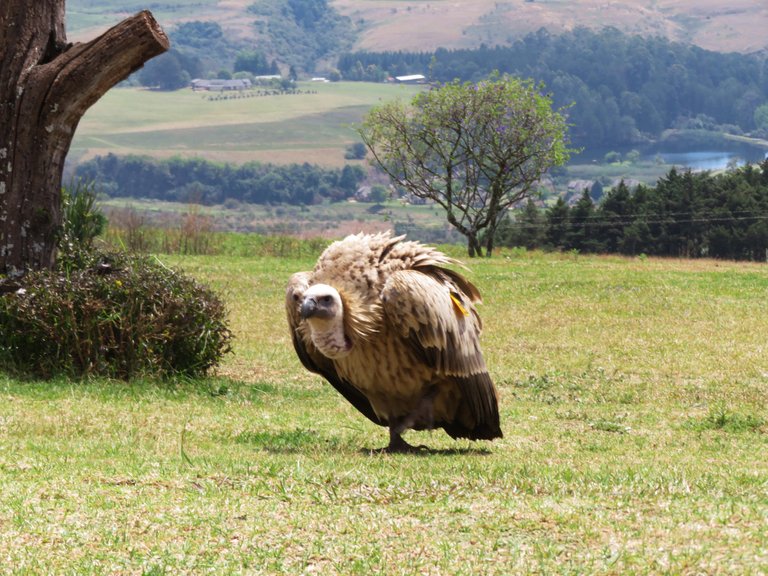 0610CapeGriffonVulture.JPG