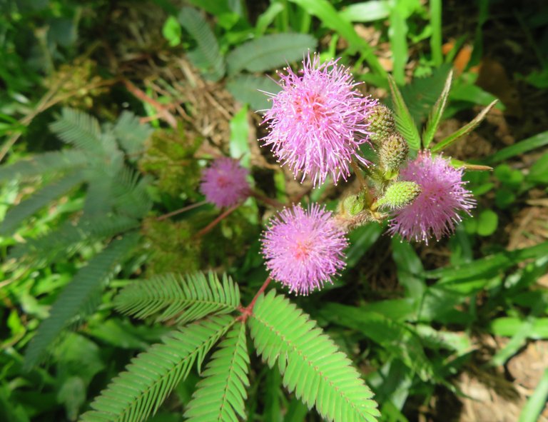 1085Mimosa pudicaLilac.JPG