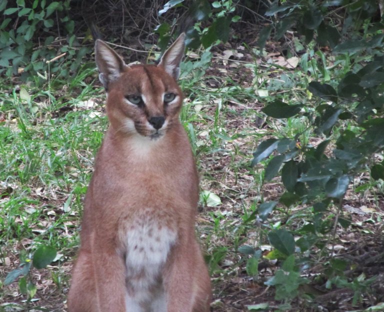 0364Caracal.JPG