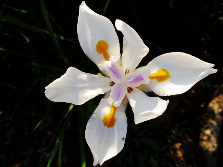 4300Wild Iris Dietes grandiflora.png