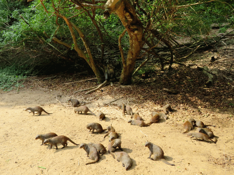 0116CapeVidal_Mongoose.png