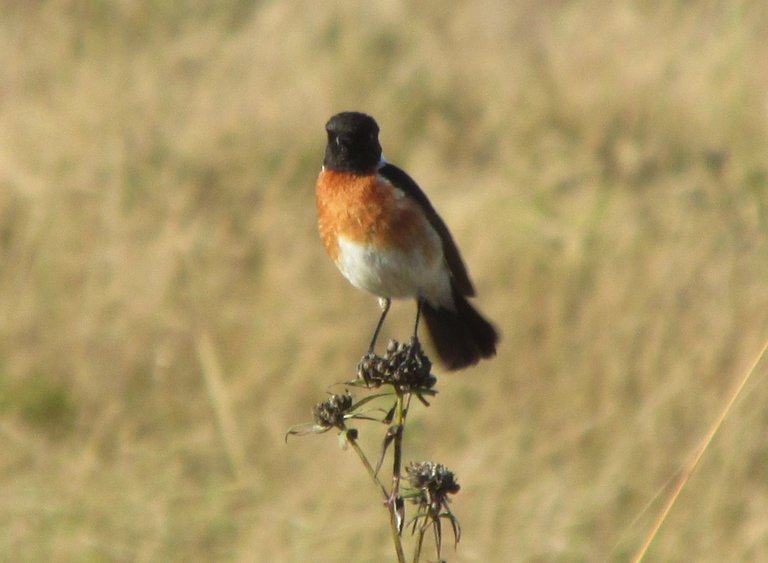 3941African_Stonechat.JPG