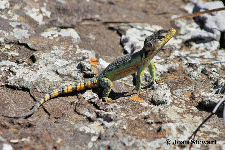 Drakensberg Crag Lizard.png