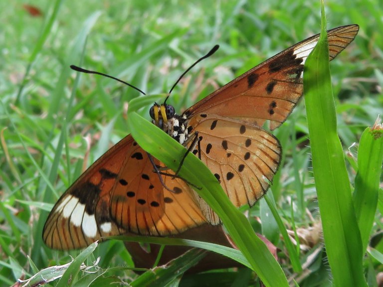 6963African Monarch Danaus chrysippus aegyptius.JPG