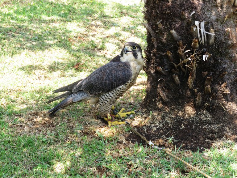 0558PeregrineFalcon.JPG