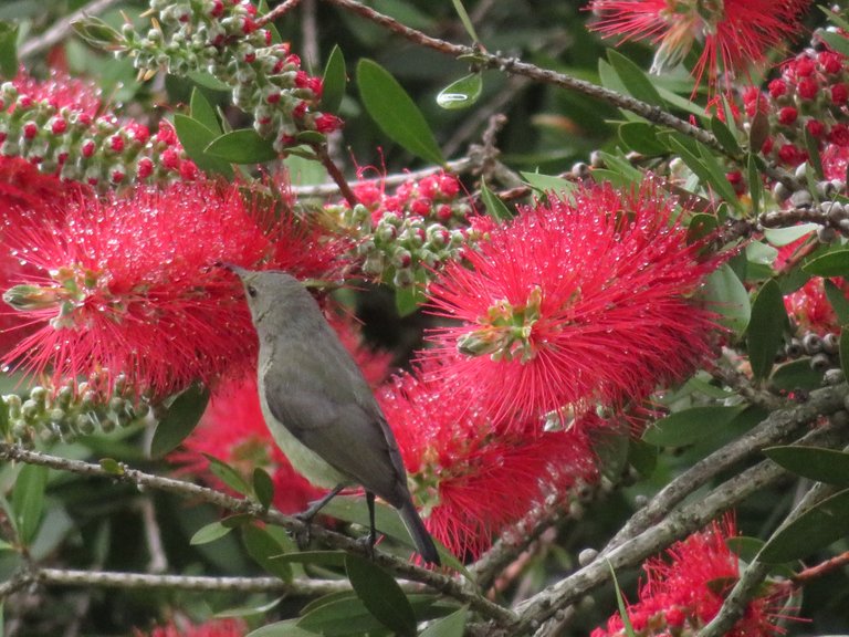 0203Plainbacked_OliveSunbird.JPG