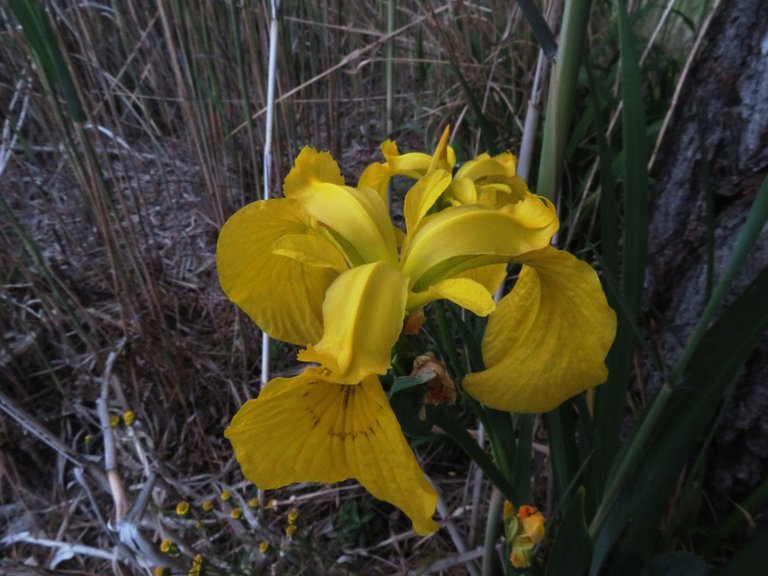 0041Moraea  African Iris.JPG