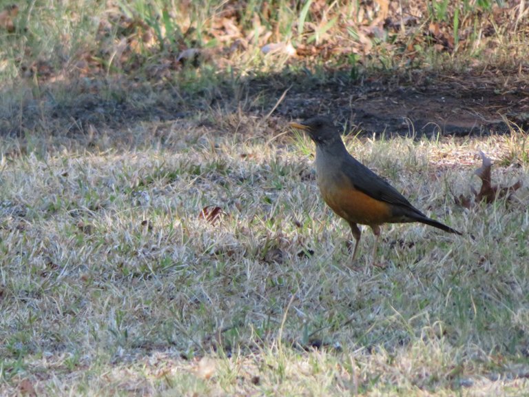 4693Olive_Thrush.JPG