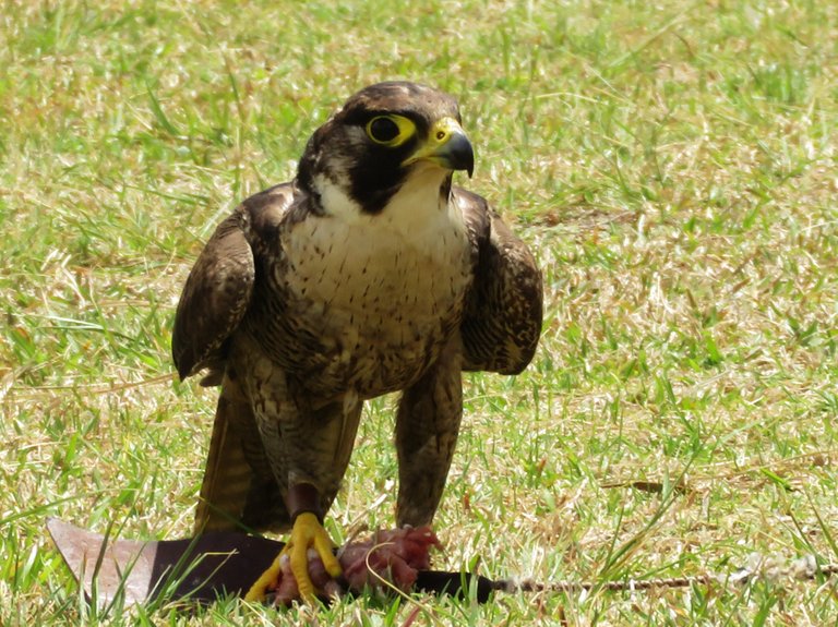 0593PeregrineFalcon.JPG