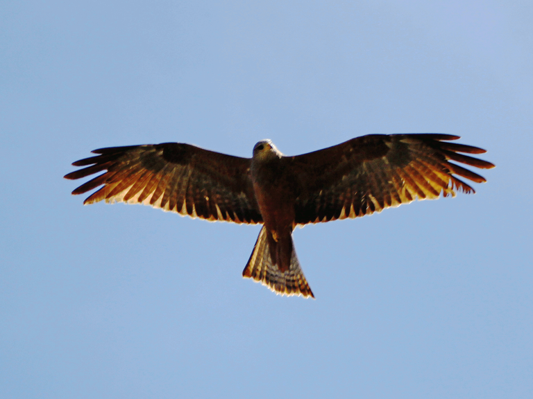 Balck Kite_2012.png