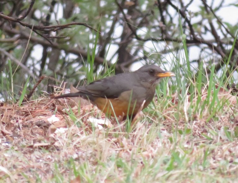 4957Olive Thrush.JPG