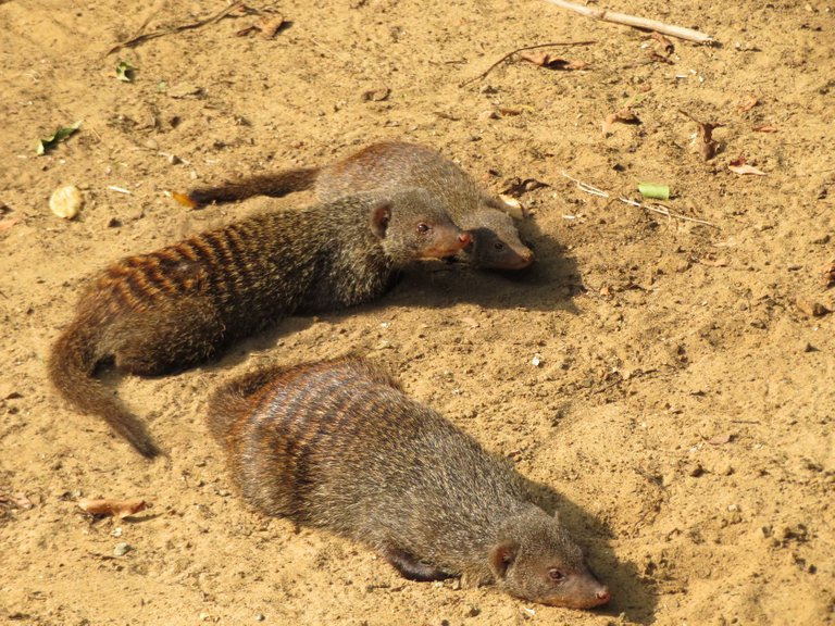 Mongoose.jpg