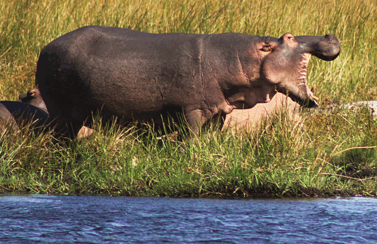 08912013 Hippo.png