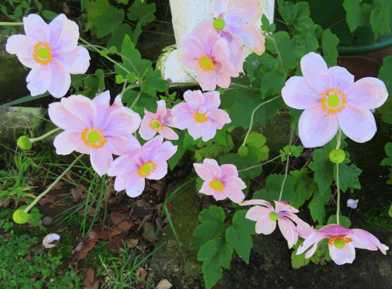 Japanese anemones2666.png