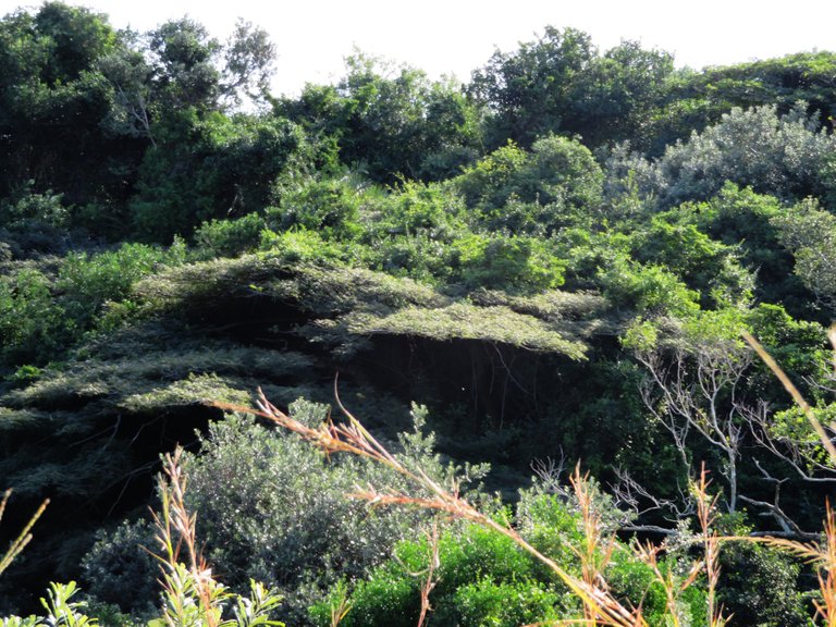 0487Bushveld.JPG