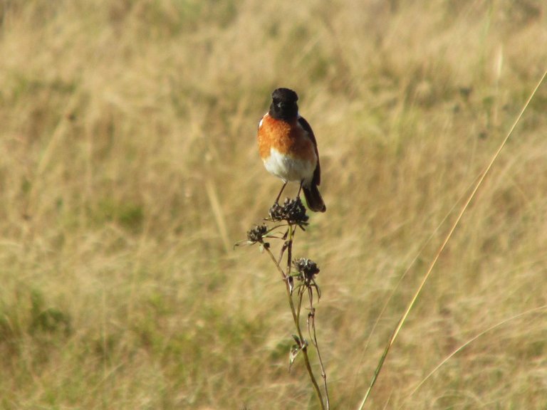 3940StoneChat.JPG