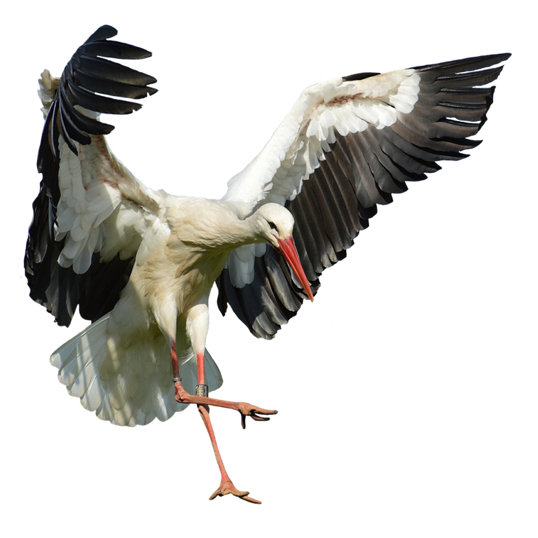 stork2754898_1280.png