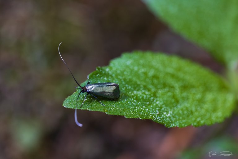 Adela Reaumurella - Green Longhorn