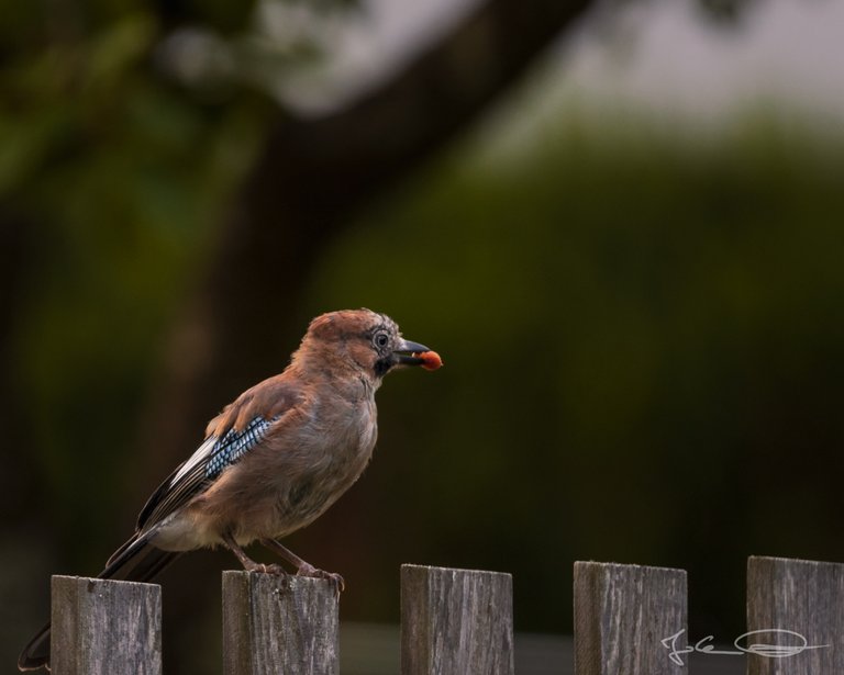 Hive AlphabetHunt Jay Bird