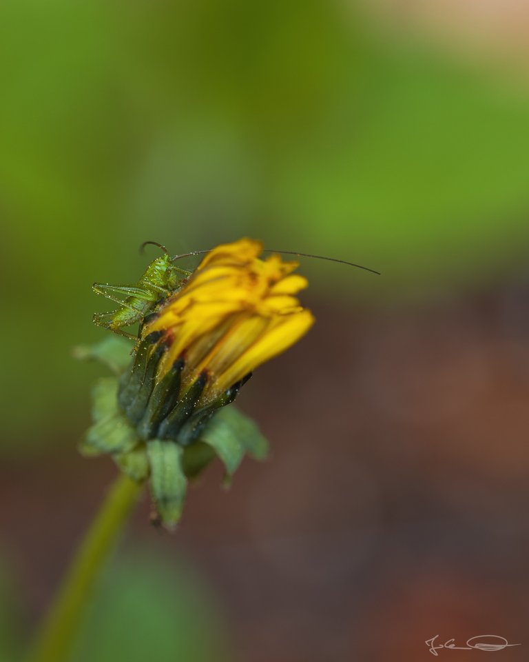 Hive Alphabet Hunt: Great Green Bush Cricket Nymph