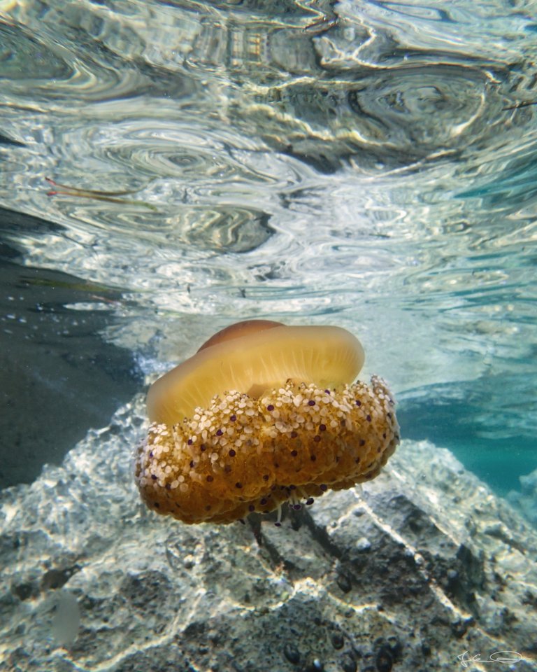 Hive AlphabetHunt Jellyfish