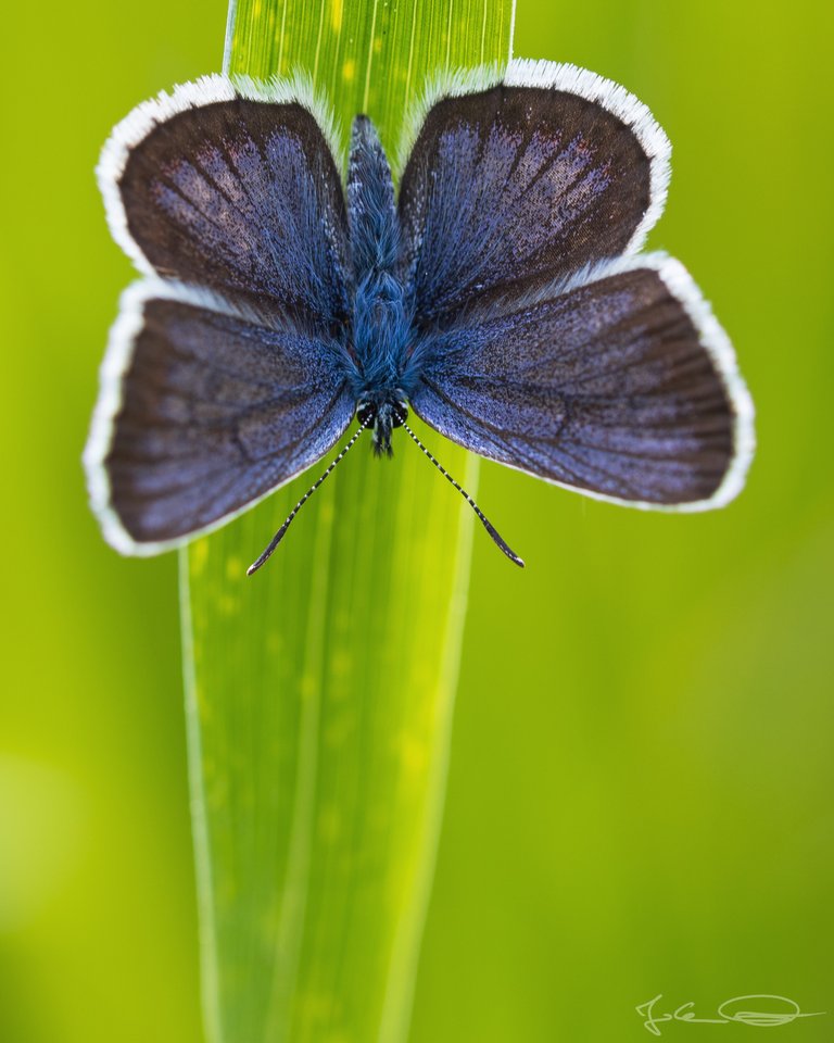 Lycaenidae Butterfly