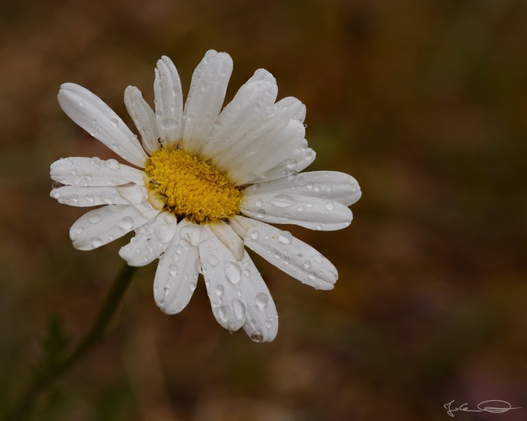 Wet Daisy Flower