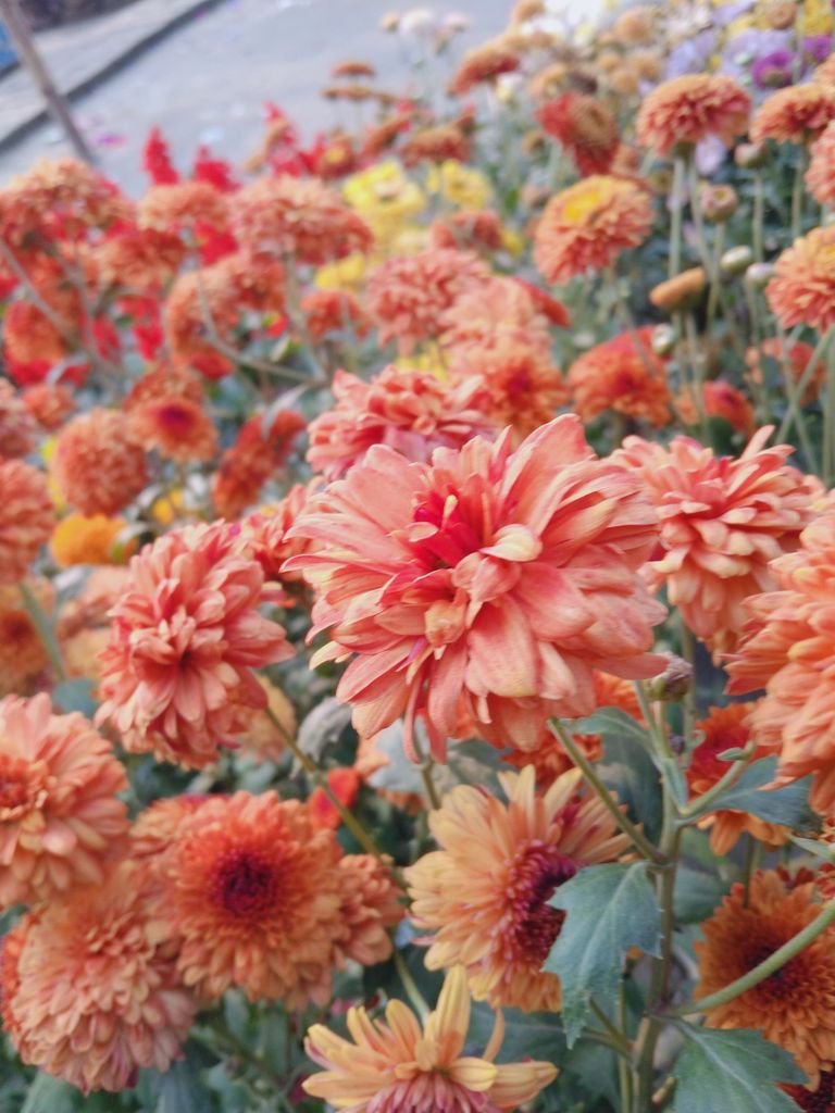 Photography:- Beautiful photography of a chrysanthemum flower