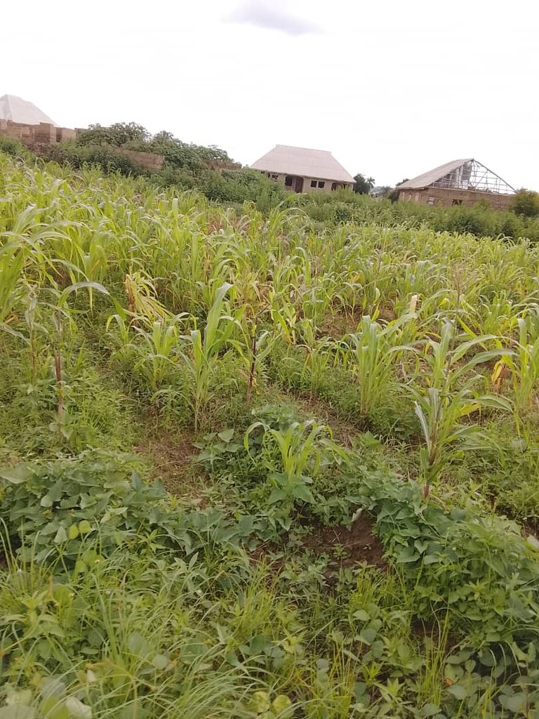 overwhelmed guinea corn farm