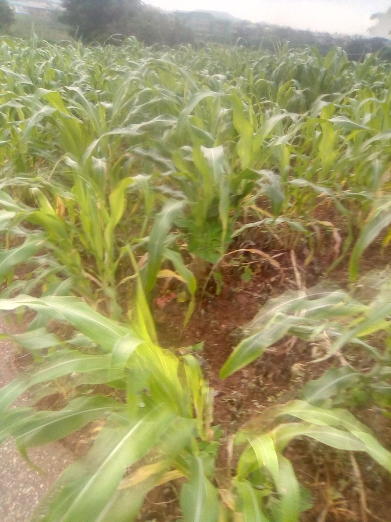 Sprayed the weeds in my Guinea corn farm with herbicide and now it looks all good