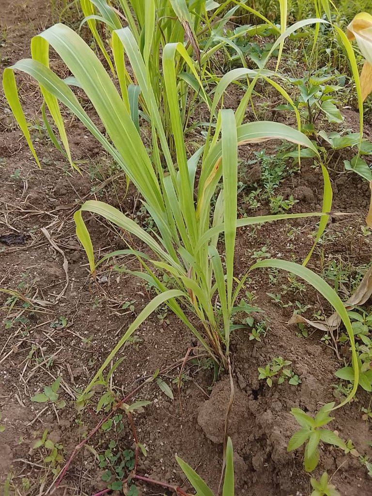 while weeding is ongoing